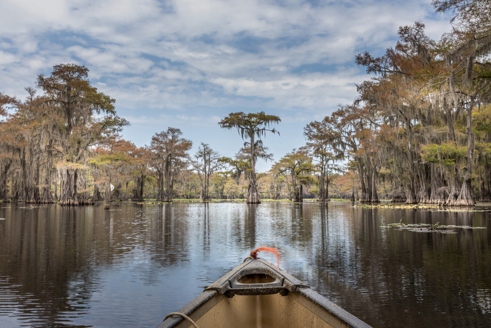 Canoeing on the Caddo Lake between cypres trees, Texas