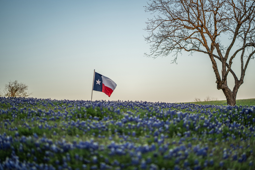 Texas flag blowing in the wind in field of bluebonnet flowers near tree at sunset