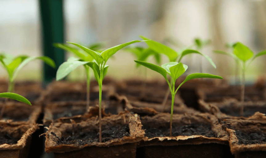 freshly-grown plants