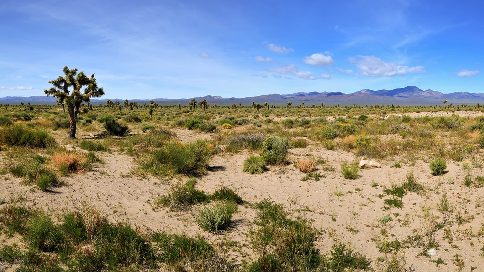 Arizona