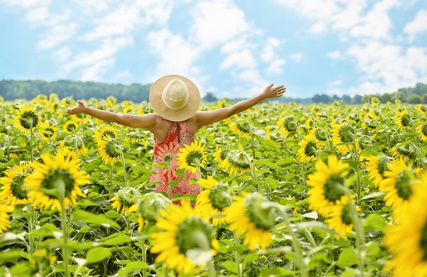A lady in a sunflower field