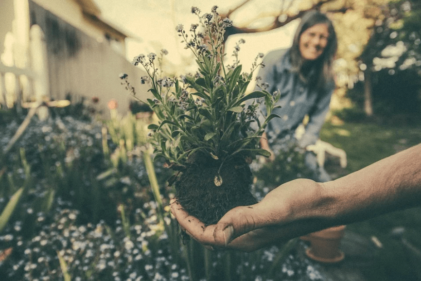 a hand holding a freshly-dug plant