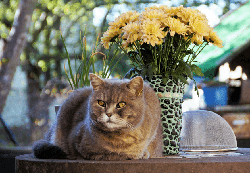 a brown cat sitting beside a green vase with yellow flowers