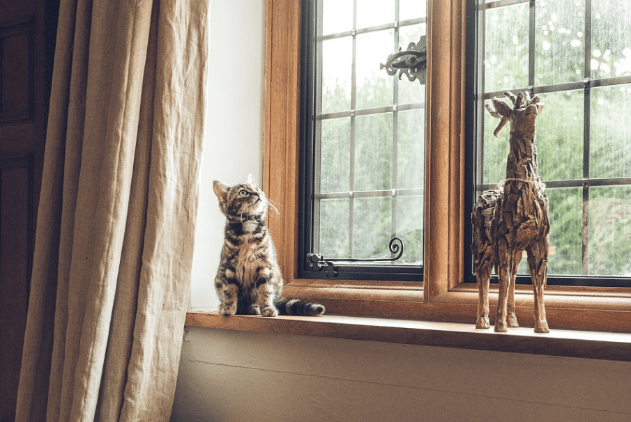 cat standing by the windowsill