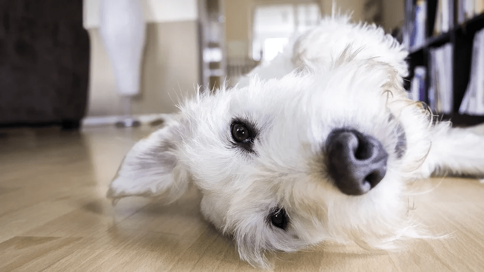 white, furry dog lying on the floor