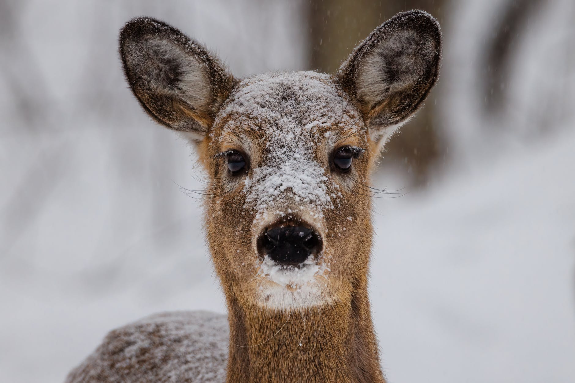 close up portrait of a white tailed deer Odocoileus virginianus covered in snow during late winter
