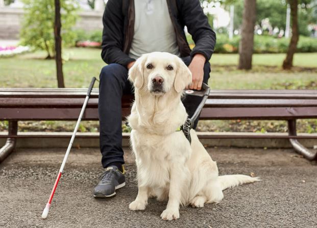 Types of service dogs